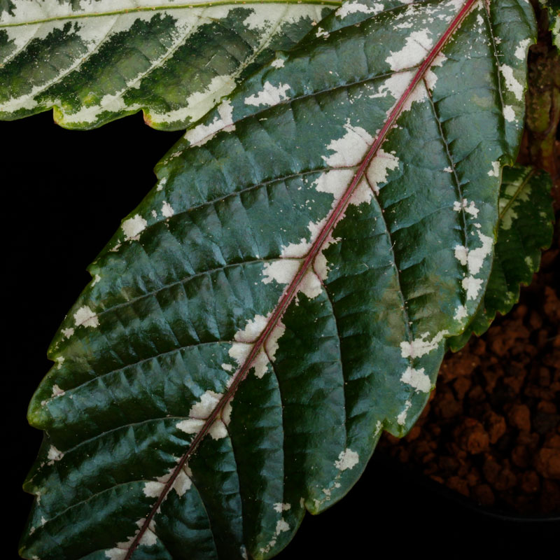 Leea sp. " Timika, PAPUA "��[ �꡼�� sp. " �ƥ��ߥ����ѥץ��� "  ]���� PN250814-03 ��