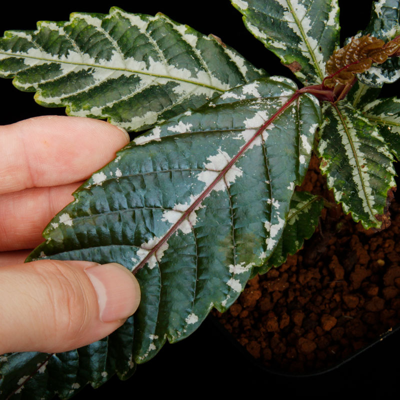 Leea sp. " Timika, PAPUA "��[ �꡼�� sp. " �ƥ��ߥ����ѥץ��� "  ]���� PN250814-03 ��