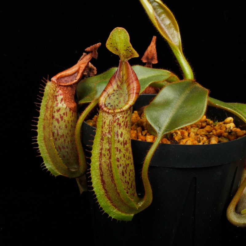 Nepenthes (mollis x veitchii) x maxima Wavy Leaf / Clone:00 / AW �� PN251201-06 ��