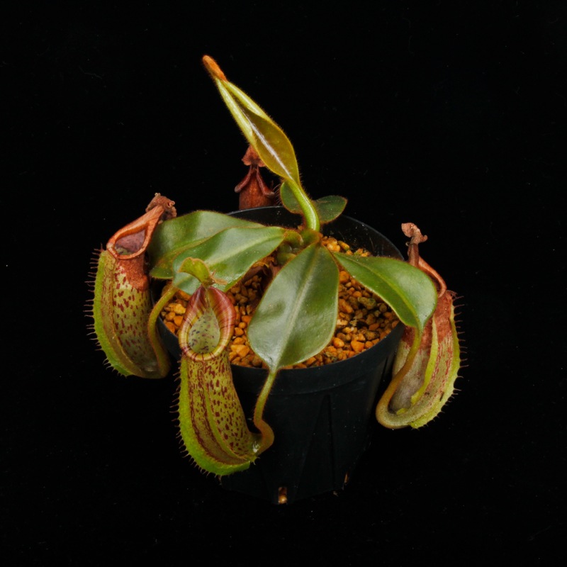 Nepenthes (mollis x veitchii) x maxima Wavy Leaf / Clone:00 / AW �� PN251201-06 ��