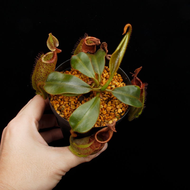 Nepenthes (mollis x veitchii) x maxima Wavy Leaf / Clone:00 / AW �� PN251201-06 ��