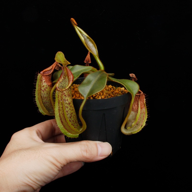 Nepenthes (mollis x veitchii) x maxima Wavy Leaf / Clone:00 / AW �� PN251201-06 ��