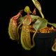 Nepenthes (mollis x veitchii) x maxima Wavy Leaf / Clone:00 / AW �� PN251201-06 ��