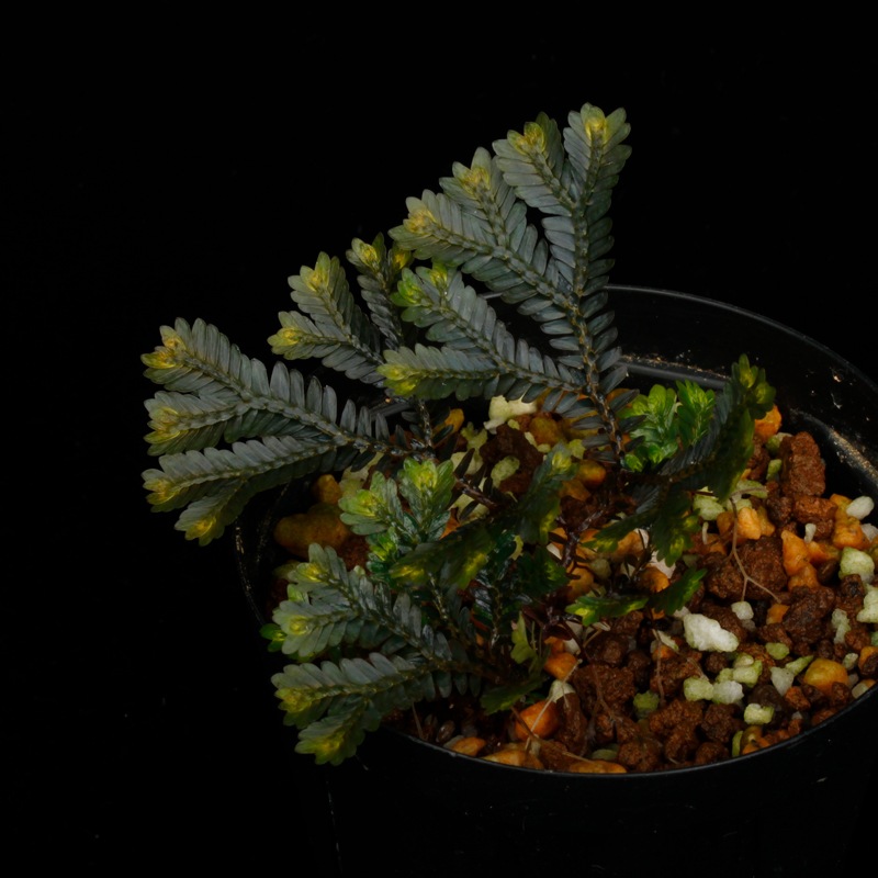 Selaginella sp. ' Sekadau '��[ ���饸�ͥ� sp. ' �������� ' ]���� PN260704-04 �ۡ� ��Ź���꡼�� ��