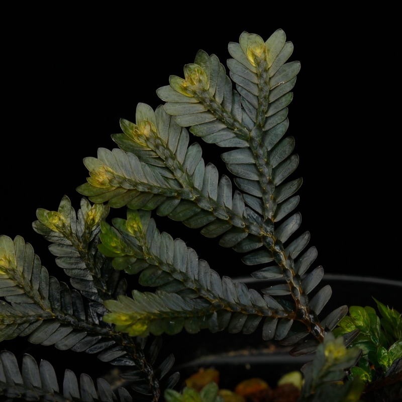 Selaginella sp. ' Sekadau '��[ ���饸�ͥ� sp. ' �������� ' ]���� PN260704-04 �ۡ� ��Ź���꡼�� ��