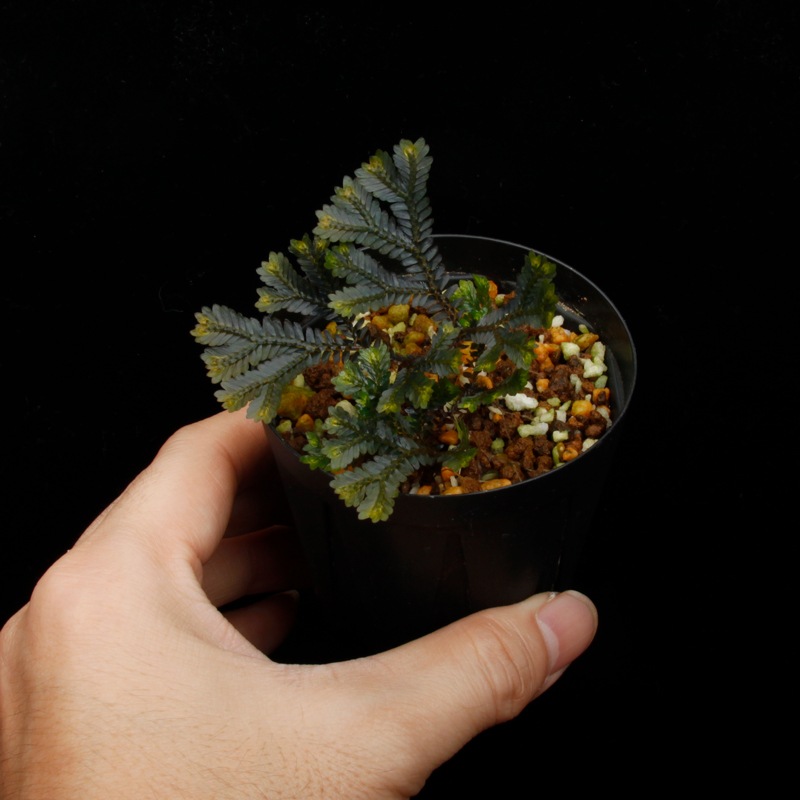 Selaginella sp. ' Sekadau '��[ ���饸�ͥ� sp. ' �������� ' ]���� PN260704-04 �ۡ� ��Ź���꡼�� ��