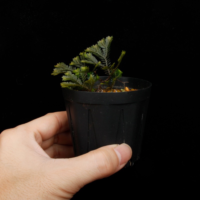 Selaginella sp. ' Sekadau '��[ ���饸�ͥ� sp. ' �������� ' ]���� PN260704-04 �ۡ� ��Ź���꡼�� ��