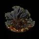 Selaginella sp. ' Sekadau '��[ ���饸�ͥ� sp. ' �������� ' ]���� PN260704-04 �ۡ� ��Ź���꡼�� ��