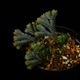 Selaginella sp. ' Sekadau '��[ ���饸�ͥ� sp. ' �������� ' ]���� PN260704-04 �ۡ� ��Ź���꡼�� ��