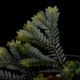 Selaginella sp. ' Sekadau '��[ ���饸�ͥ� sp. ' �������� ' ]���� PN260704-04 �ۡ� ��Ź���꡼�� ��
