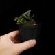 Selaginella sp. ' Sekadau '��[ ���饸�ͥ� sp. ' �������� ' ]���� PN260704-04 �ۡ� ��Ź���꡼�� ��