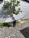 YU SURF CLASSIC  7'4" (224cm) FLAT DECK / STEP RAIL / RIO UEDA  ( ) / 