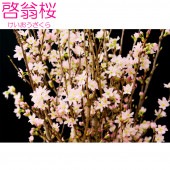 ������(80�����8��)