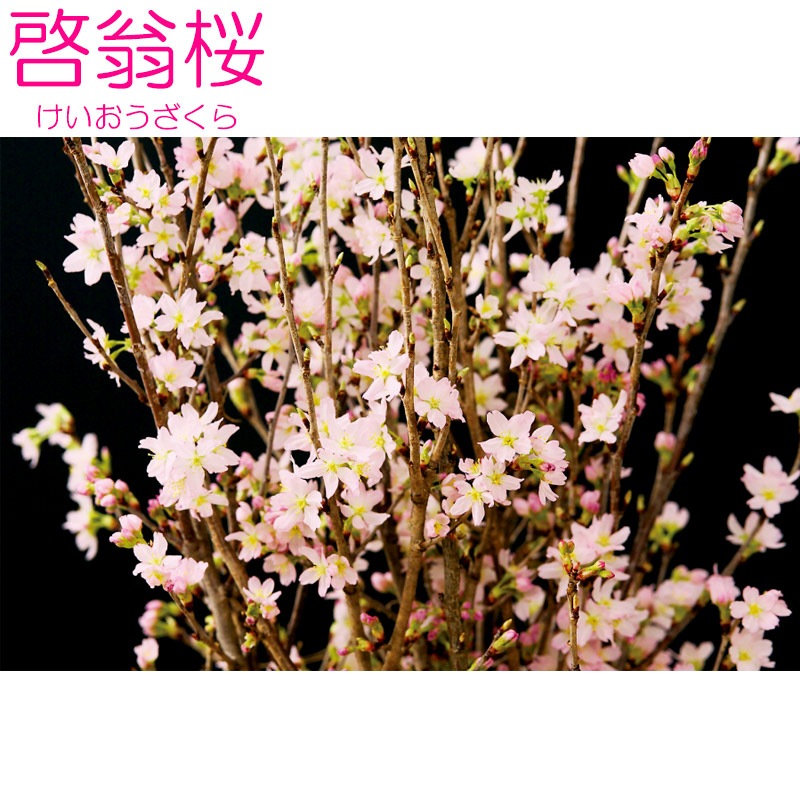 ������(80�����8��)