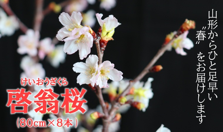 ������(80�����8��)