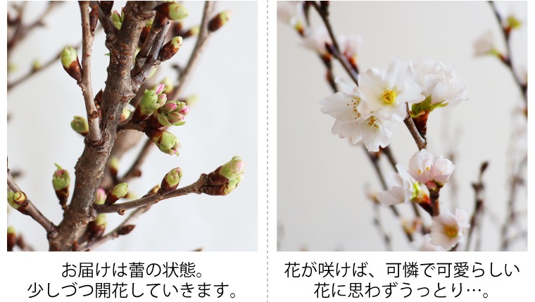 ������(80�����8��)