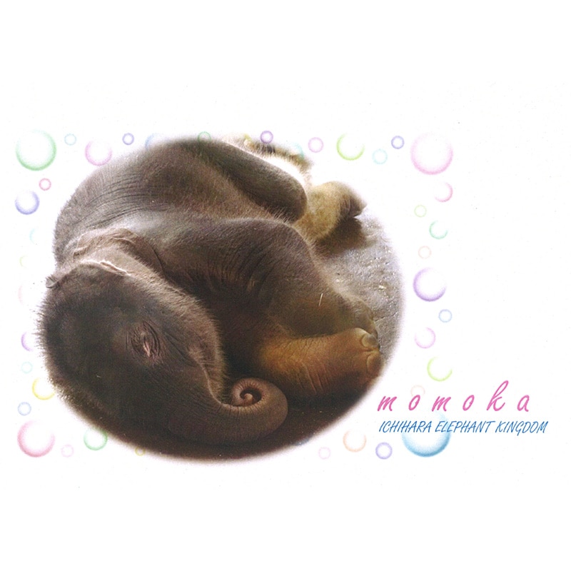 アジアゾウ「もも夏」のお昼寝 ポストカード