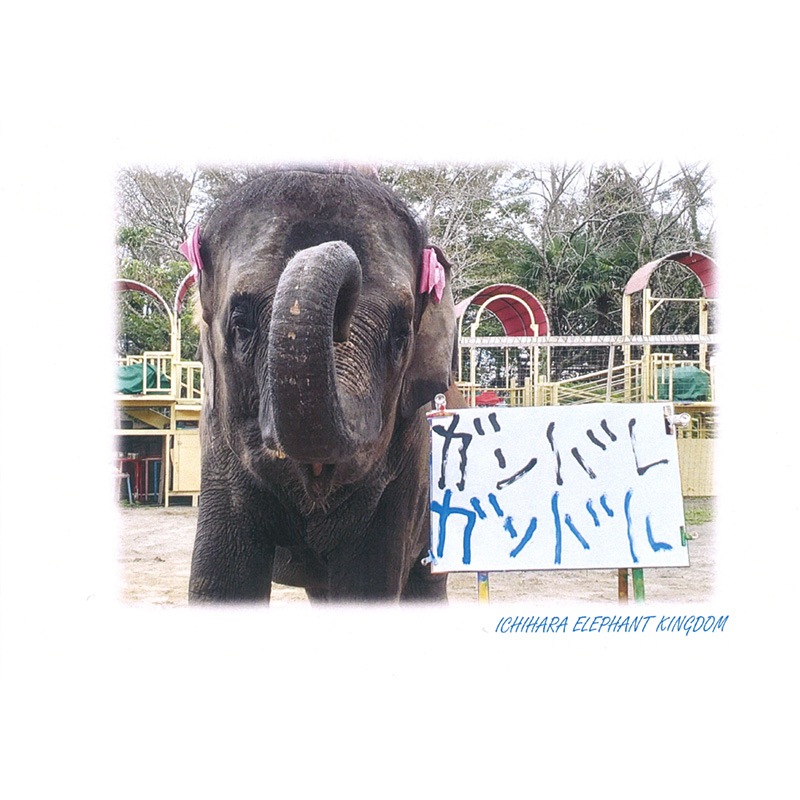 アジアゾウ「ゆめ花」が描いた「ガンバレ ガンバル」 ポストカード