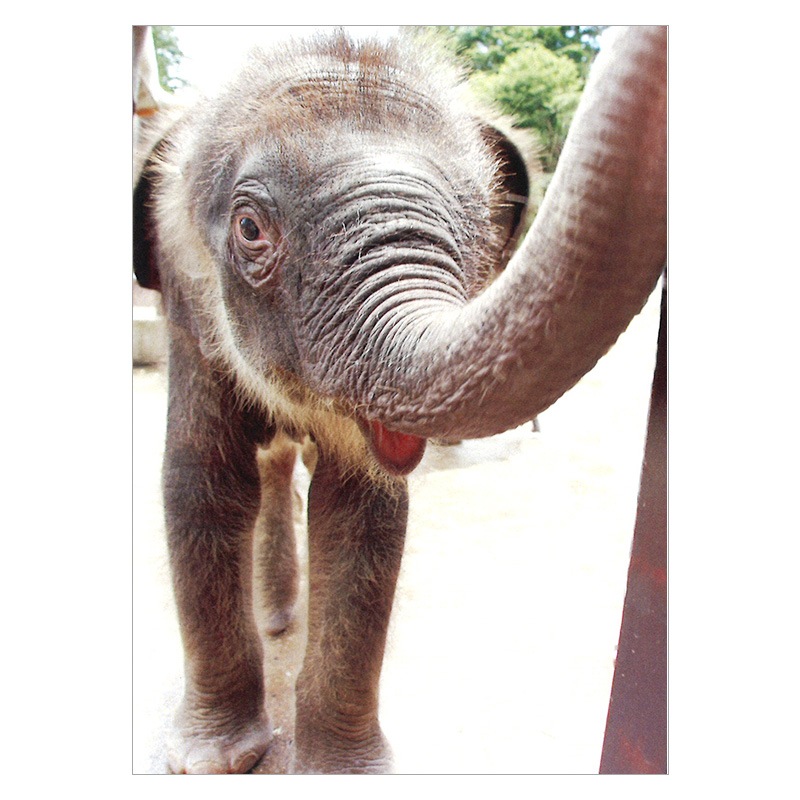 �����������ַ���פΡ�A baby Asian elephant YUKI�ס��ݥ��ȥ�����