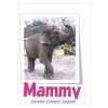 �����������֥ޥߡ��פΡ�Mammy�ס��ݥ��ȥ�����