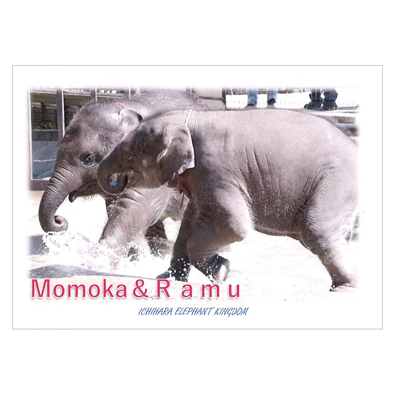 �����������֤��ơפȡ֤�̴�פΡֿ�ڤ����͡ס��ݥ��ȥ�����