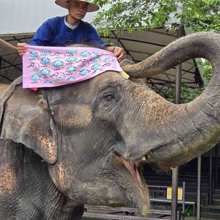 おえかきさんコラボゆめ花フェイスタオル | ゆめ花グッズ | | 市原ぞう