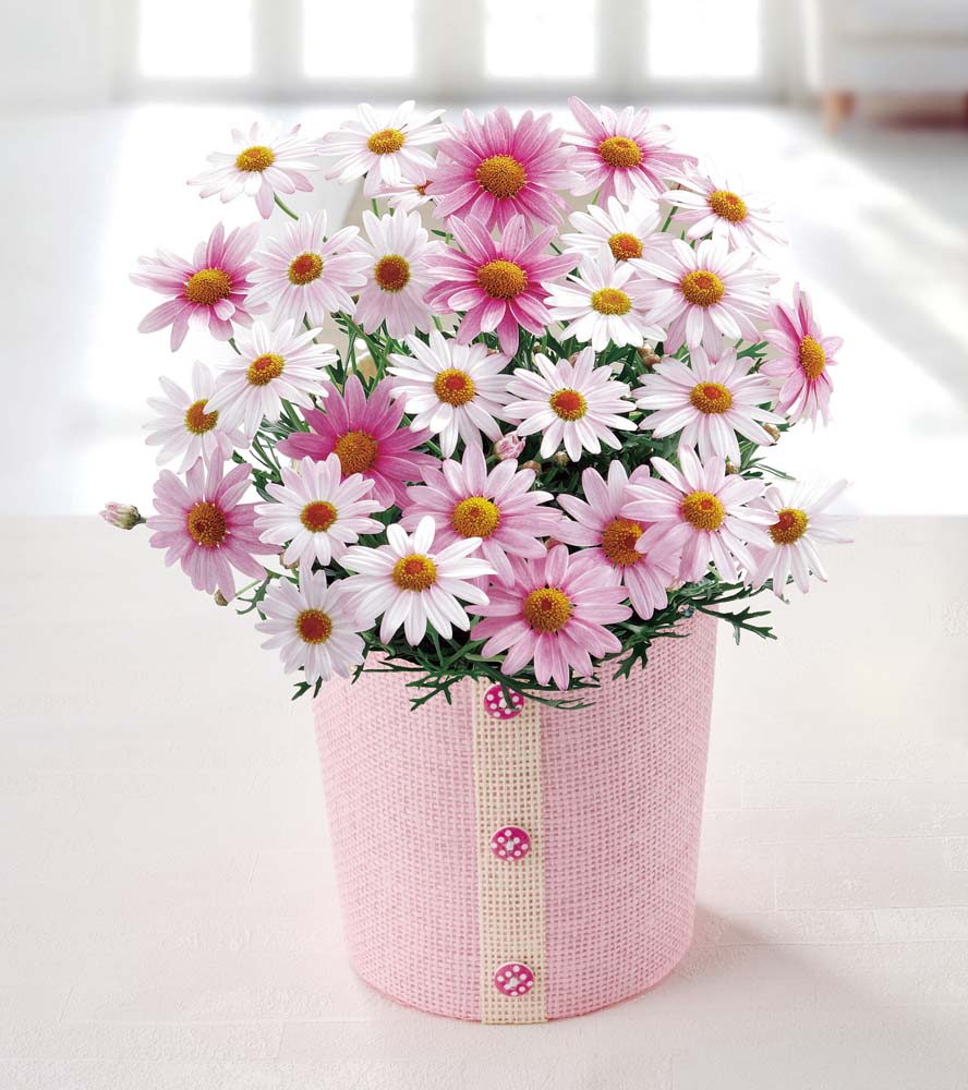 ��������ֿۡ��ΰܤ����פ�ڤ�����������եȡ��ޡ�����åȡʤ�����١���ˡ�5��ȭ ��MR37-11