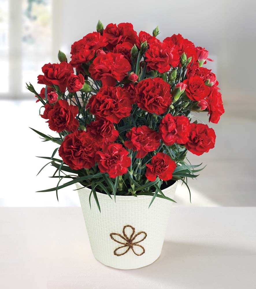 ���������������β�ƻ�������֤ʥ����͡������ִ��դε�������5��ȭ�� MC37-1