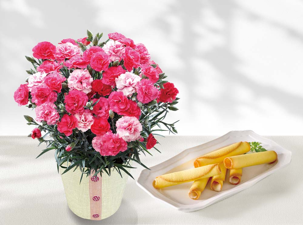 ��������ۥ����͡������ʤ������ʤ��ˤ�OIMO MERCI ��󥰥ɥ����� C40-1