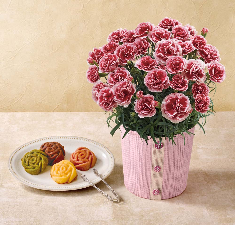 ��������ۥ����͡������ʤ������ۥ��åסˤȡ֥ѥƥ����꡼ ��󥷥�����ץ����˥ƥ��������� C40-2