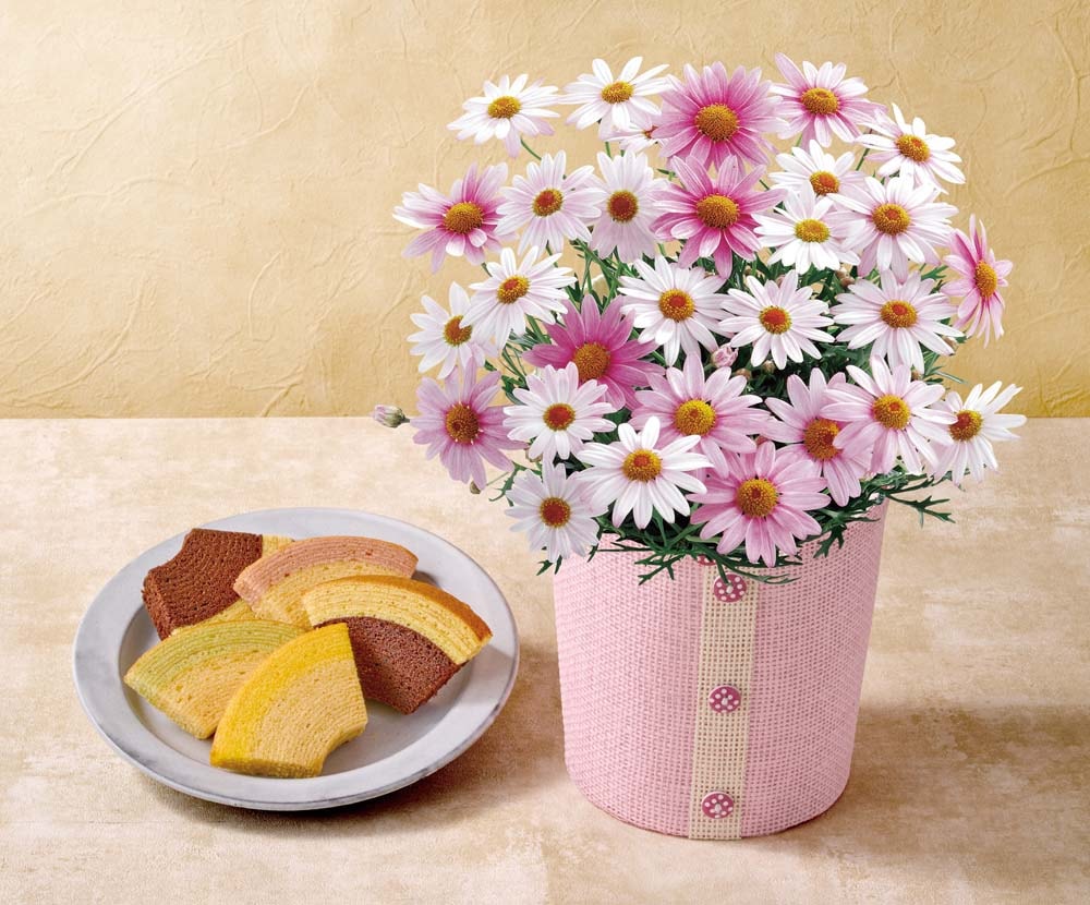 ��������ۥޡ�����åȡʤ�����١���ˤȡֶ����ɥ���׶�¥ե롼�ĥ����إ� C40-3