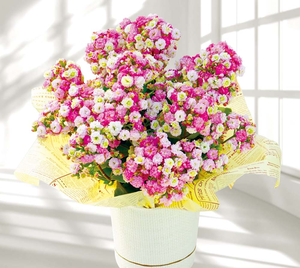 ��������ۥ���󥳥��ʥᥤ�꡼�֡����� MA38-4