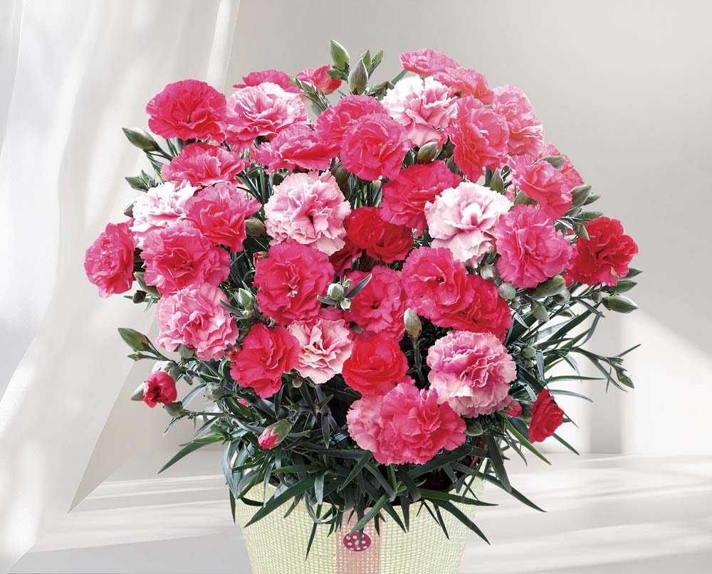 ��������ۥ����͡������ʤ������ʤ��� MR37-3