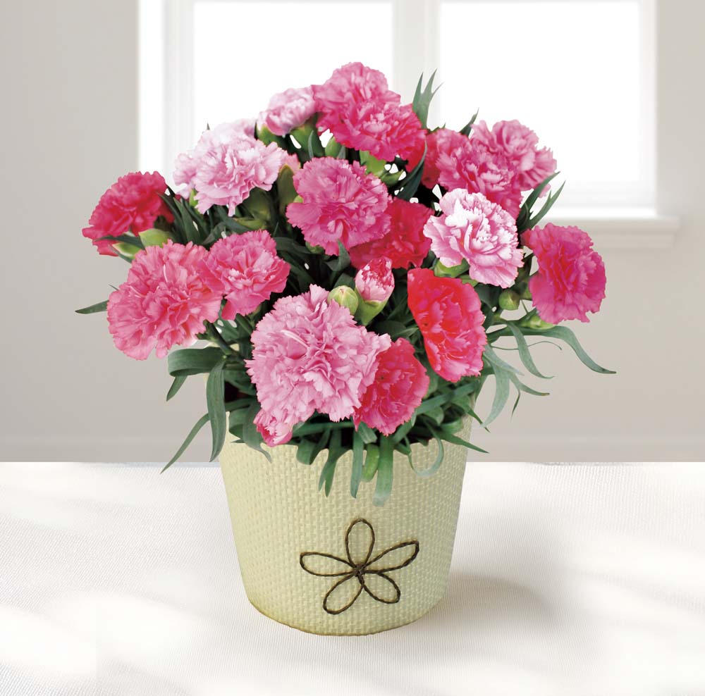 ��������ۥ����͡������ʥۥåȥϡ��ȡ� MA37-3