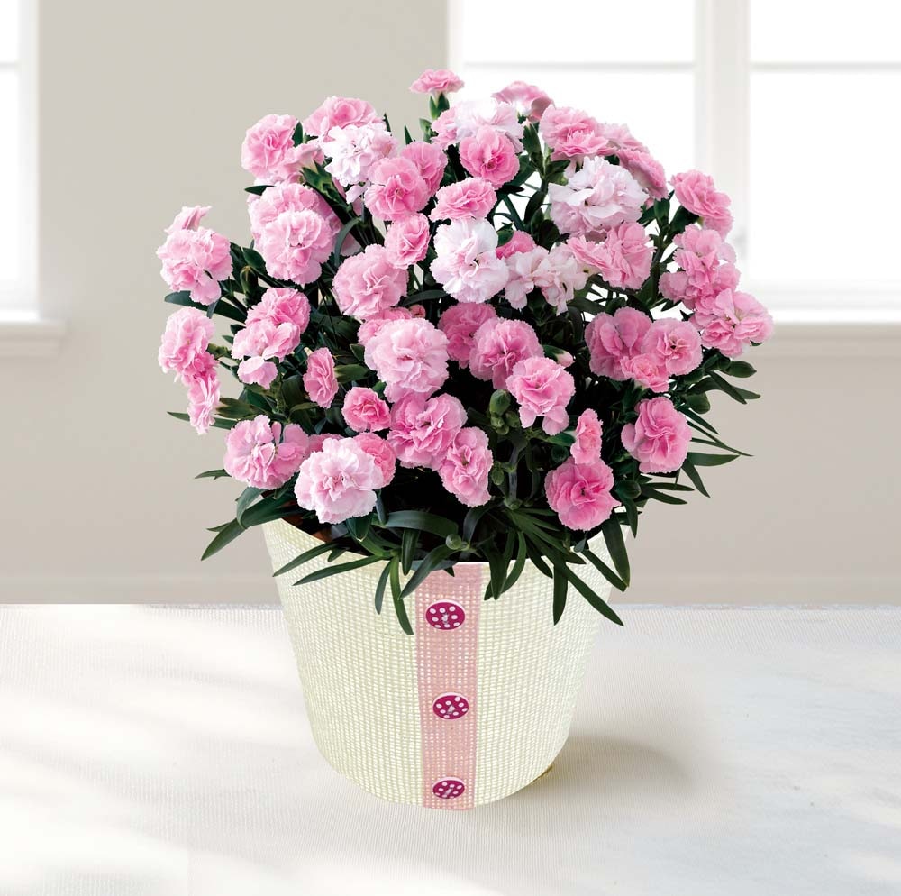 ��������ۥ����͡������ʥХ�ӡ��Ρ� MC37-7