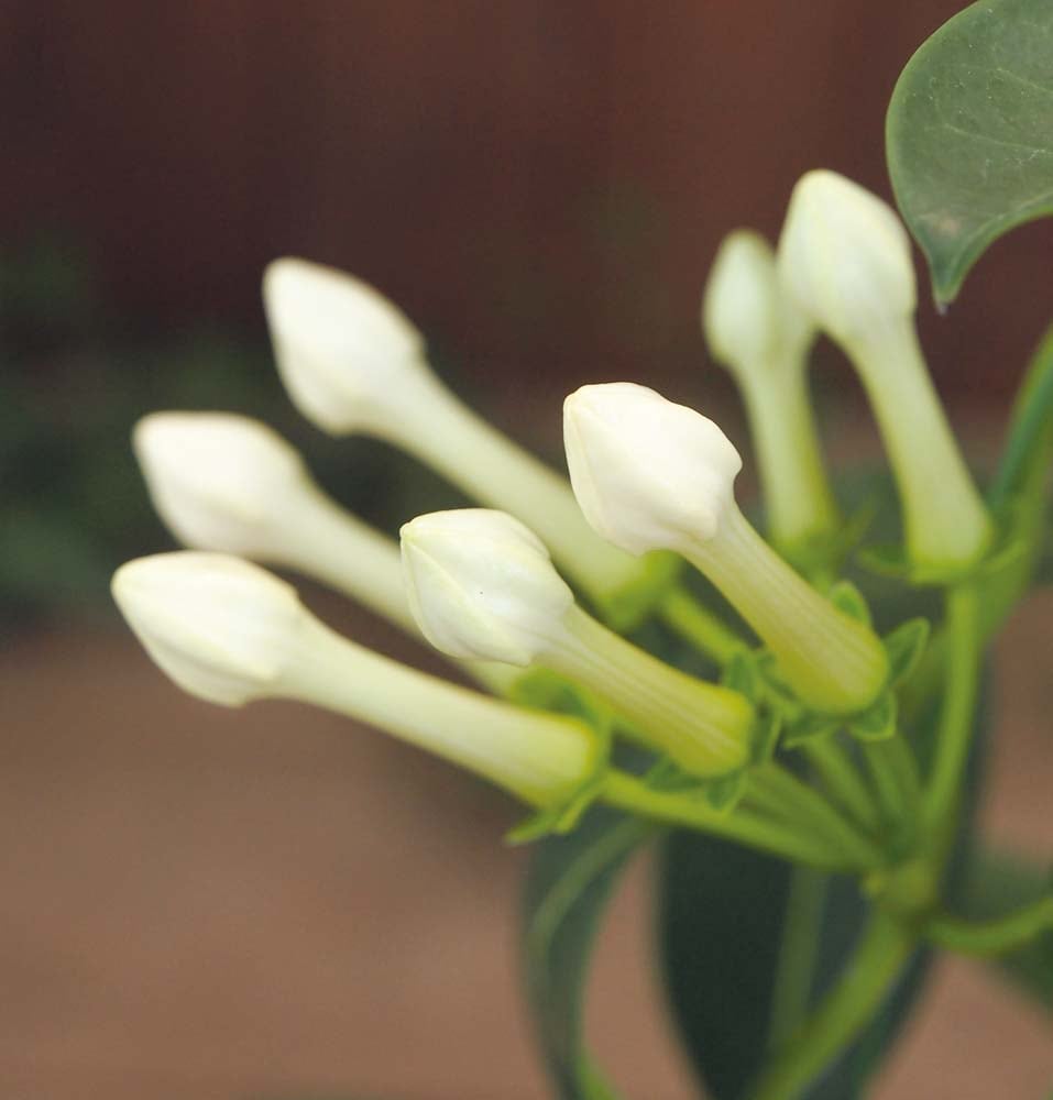 ��������ۥޥ��������른�㥹�ߥ� MU37-10