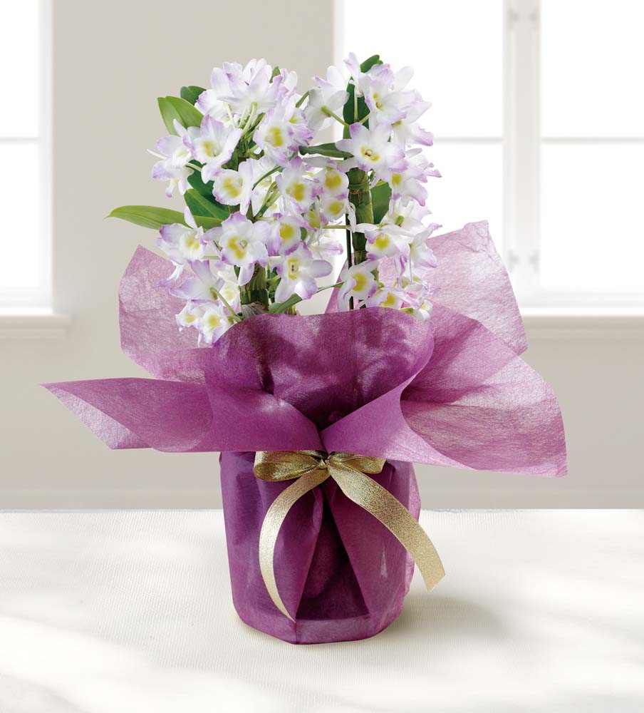 ��������ۥǥ�ɥ��ӥ��� ���� MU37-13