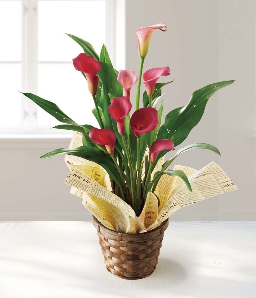 ��������ۥ��顼�ʥ����꡼����١� MY37-32C