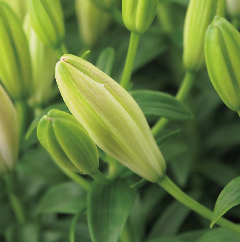 ��������ۥ��ʥ��奬����֡� MR37-7