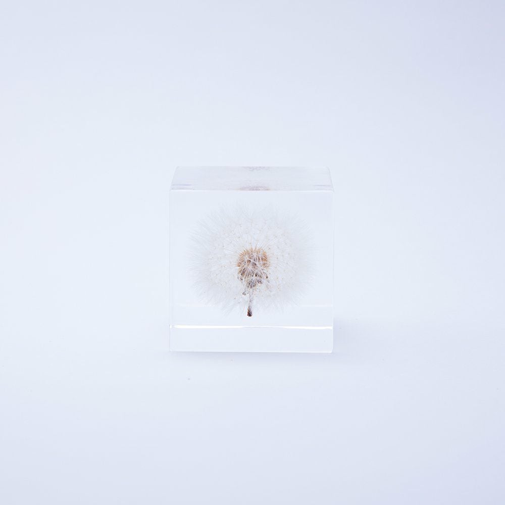 ウサギノネドコ Sola cube タンポポ 4cm角 | zuiun onlineshop