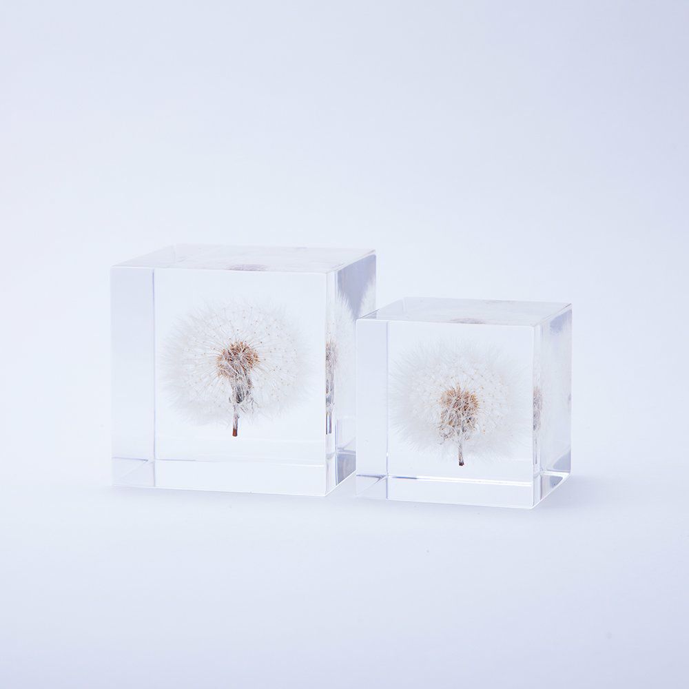 ウサギノネドコ Sola cube タンポポ 4cm角 | zuiun onlineshop